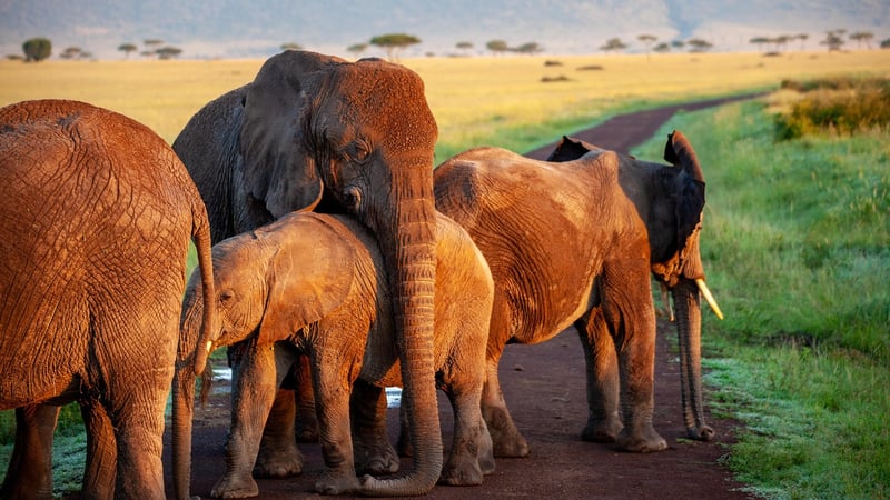 Safari in Maasai Mara